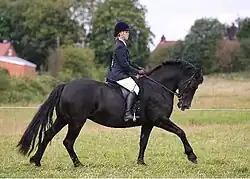 Welsh Cob (sectie D)