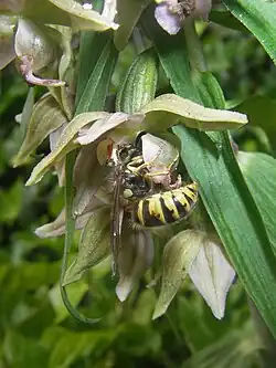 De wespenorchis wordt bestoven door de gewone wesp