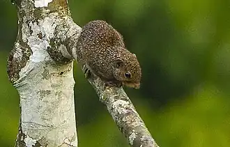 Grote roodschenkeleekhoorn