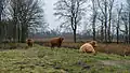 Schotse hooglanders in het natuurgebied Westerbroek