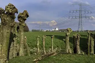 Knotwilgen met op de achtergrond de zuivelfabriek van Bedum