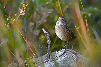 Zwartkapborstelvogel