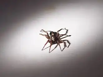 Herpyllus propinquus