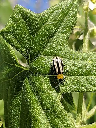 Acalymma trivittatum