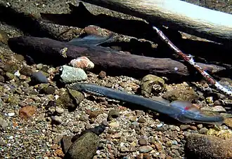 Lampetra richardsoni