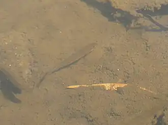 Galaxias occidentalis