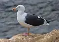 Western gull (Larus occidentalis) op de kliffen van La Jolla Bay