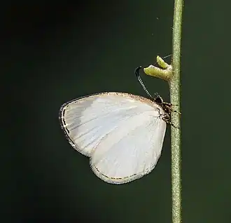 Liptena albicans