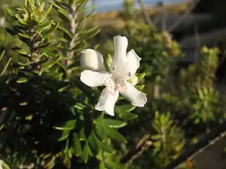 Westringia fruticosa