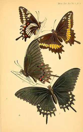Papilio erostratus