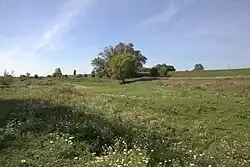 Begroeiing in de zomer