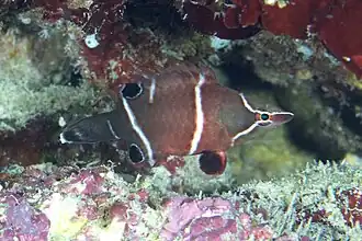 Wetmorella albofasciata