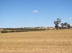 graanvelden nabij Goomalling