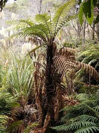 Dicksonia squarrosa