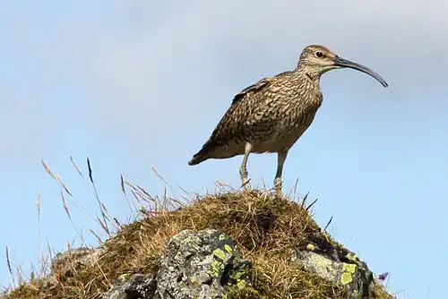 Regenwulp bij Lónsöræfi, IJsland.