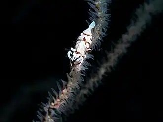 Dasycaris zanzibarica