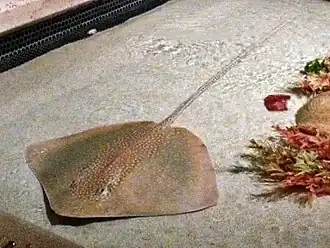 Maculabatis gerrardi