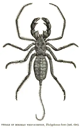 Thelyphonus