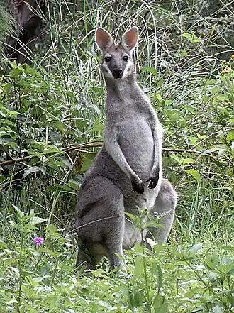 Witwangwallaby