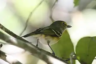 Witoogvireo