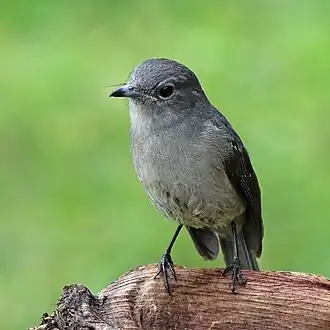 Bergdrongovliegenvanger