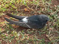 Pijlstaartgierzwaluw