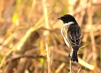 Witstaartroodborsttapuit