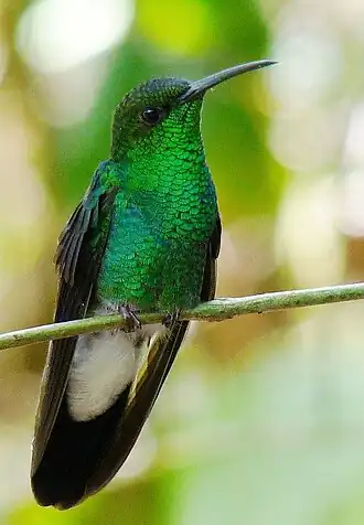 Buffons pluimkolibrie