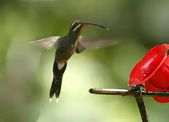 Witsnorheremietkolibrie