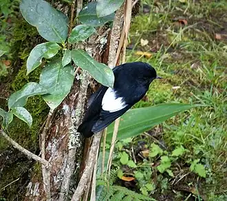 Witvleugelstruikvliegenvanger