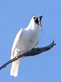 Witte klokvogel