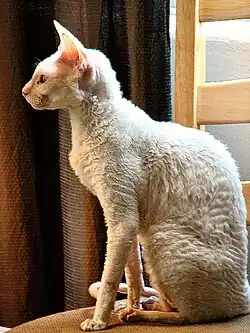 Effen-witte kat