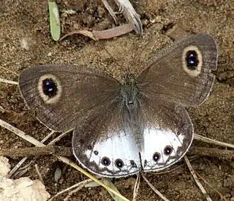 Ypthima ceylonica