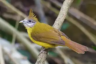 Witkeelbaardbuulbuul