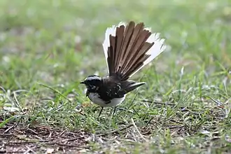 Indische waaierstaart