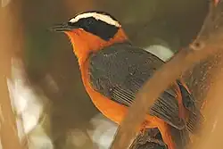 Witbrauwlawaaimaker (Cossypha heuglini)