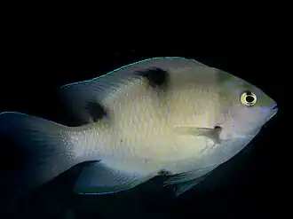 Dischistodus perspicillatus