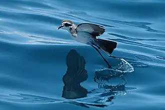 White-faced Storm Petrel in flight close to the sea surface