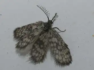 Whittleia moskvensis