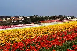Bloemenvelden in Carlsbad