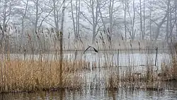 Een opvliegende reiger