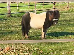 Shetlandpony