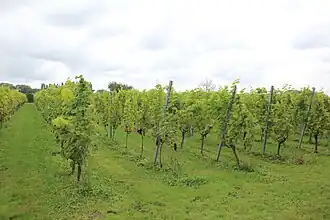 Wijndomein De 3 Fonteinen