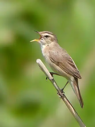 Zwartbrauwrietzanger