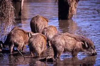 Zwijnen in het Nationaal park Ranthambore, Rajasthan, India
