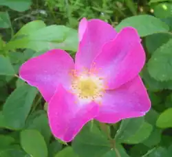 Rosa gallica