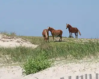 bankers in de duinen