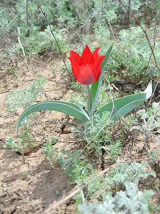 Tulipa gesneriana