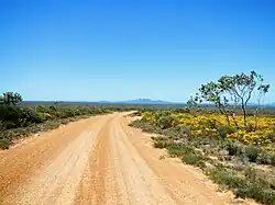 wilde bloemen in de lente