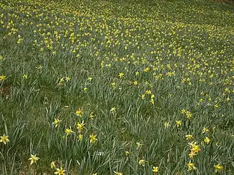 Vallei van de Holzwarche staat bekend om zijn valleien met wilde narcissen (Narcissus pseudonarcissus).